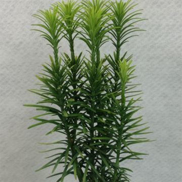 Cephalotaxus harringtonia Korean Gold - Cefalotejo