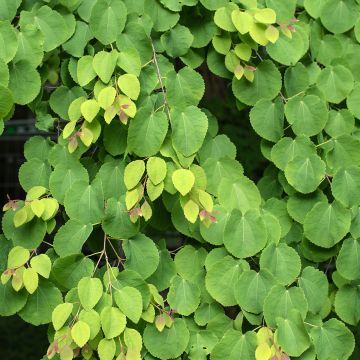 Cercidiphyllum japonicum (semillas) - Katsura