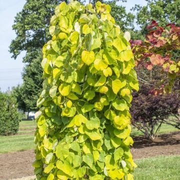 Redbud del este Golden Falls - Cercis canadensis