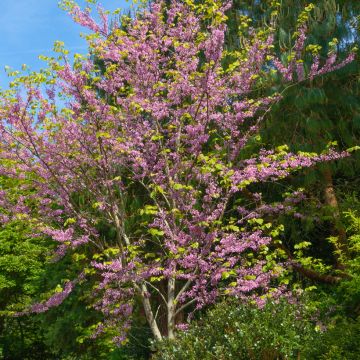 Redbud del este - Cercis canadensis