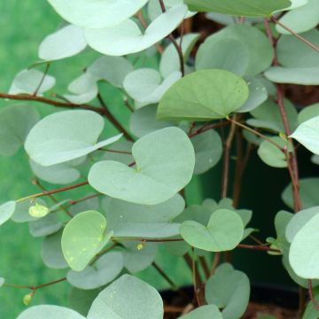 Cercis griffithii Blue Lagoon 