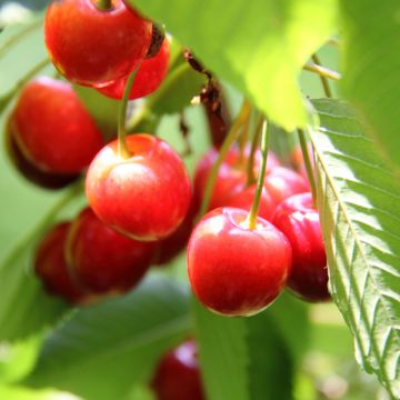 Guinda Griotte de Montmorency pleureur