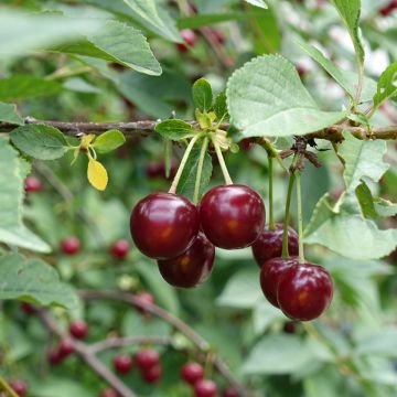 Guindo Guindoux de Charentes Bio Raíces desnudas