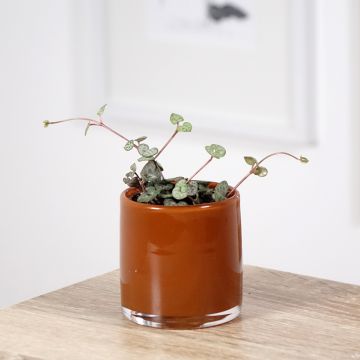 Ceropegia woodii - Collar de corazones
