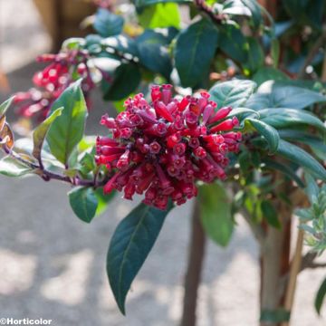 Cestrum purpureum - Jesamina