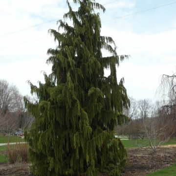 Chamaecyparis nootkatensis Pendula - Ciprés de Nootka