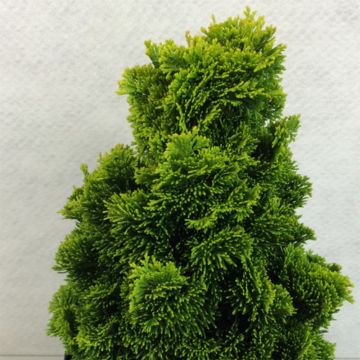 Chamaecyparis obtusa Aurora - Ciprés hinoki
