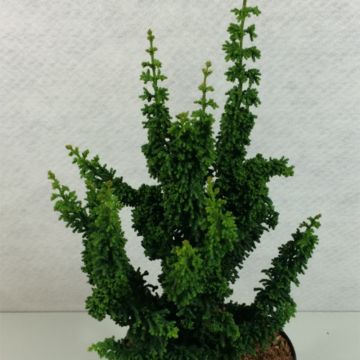 Chamaecyparis obtusa Chirimen - Ciprés hinoki