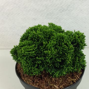 Chamaecyparis obtusa Juniperoides - Ciprés hinoki