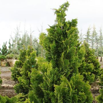 Chamaecyparis obtusa Nana Gracilis - Ciprés hinoki