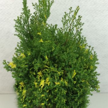 Chamaecyparis obtusa Saffron Spray - Ciprés hinoki
