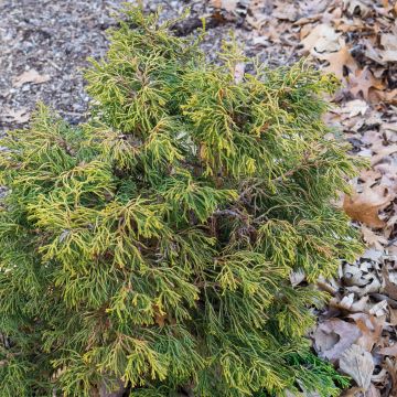 Chamaecyparis obtusa Tsatsumi Gold - Ciprés hinoki