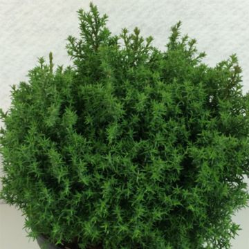 Chamaecyparis obtusa Wissel - Ciprés hinoki