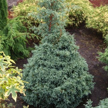 Chamaecyparis pisifera Baby Blue - Falso ciprés sawara