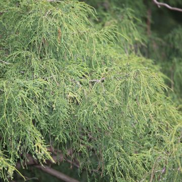 Chamaecyparis pisifera Filifera - Falso ciprés sawara
