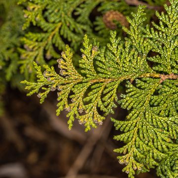 Chamaecyparis pisifera Golden Pincushion - Falso ciprés sawara