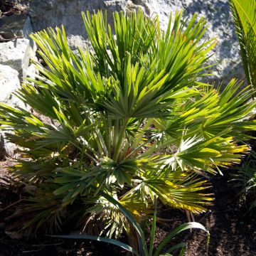 Chamaerops humilis Vulcano - Palmito