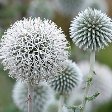 Echinops bannaticus Star Frost - Cardo globo azul