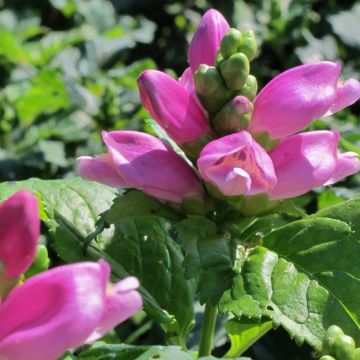 Chelone lyonii Hot Lips - Cabeza de tortuga