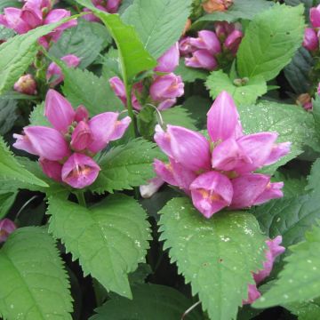 Chelone obliqua - Cabeza de tortuga