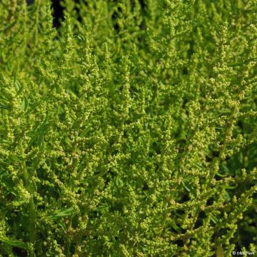 Epazote - Dysphania ambrosioides