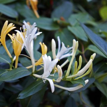 Madreselva de jardín - Lonicera japonica Dart's Acumen
