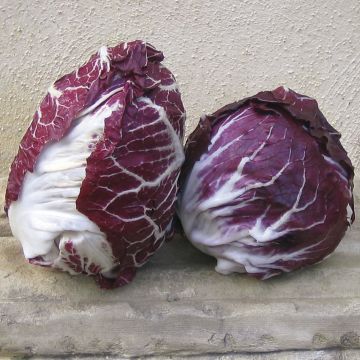 Escarola Roja  de Vérone Bio