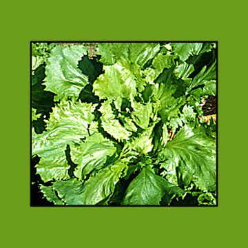 Escarola Cornet de Bordeaux Bio