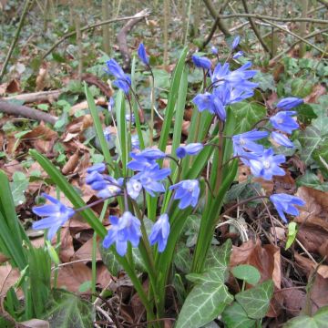 Gloria de la nieve - Chionodoxa forbesii