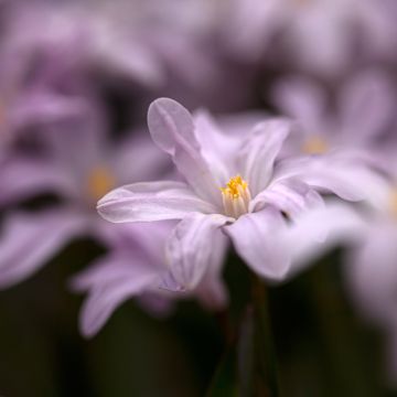 Chionodoxa luciliae Rosy Queen - Gloria de las nieves