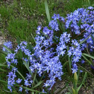 Gloria de la nieve - Chionodoxa sardensis