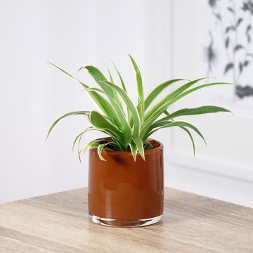 Chlorophytum Irish - Cinta planta