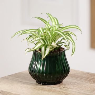 Chlorophytum Variegatum - Cinta planta
