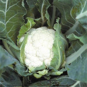 Coliflor Géant d'Automne Primus - Ferme de Sainte Marthe