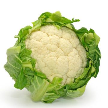 Coliflor Tardif d'Angers