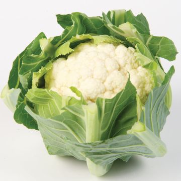 Coliflor White Step F1