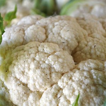 Coliflor d'Erfurt Boule de Neige