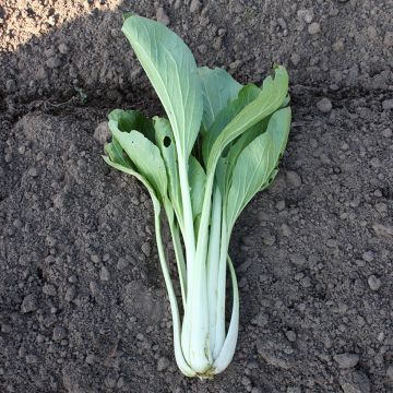 Chou de Chine Pak Choi Taï Saï BIO