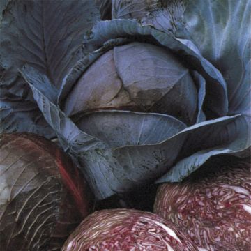 Repollo rojo Marner Frührotkohl