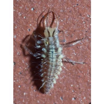 Chrysope Biotop contra los pulgones en plantas bajas