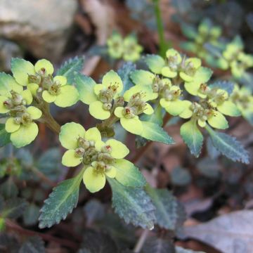 Chrysosplenium macrostemon var. shiobarense