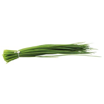 Cebollino (plantas)
