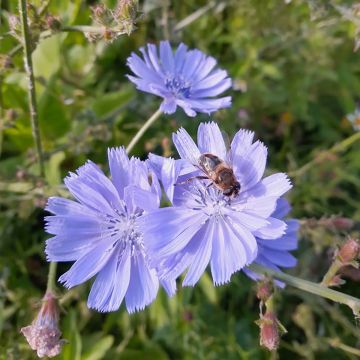 Escarola silvestre - Cichorium intybus
