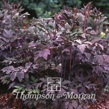 Cicimifuga racemosa Atropurpurea
