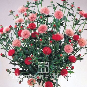 Cirsium japonicum Pink and Rose Beauty - Cardo japonés