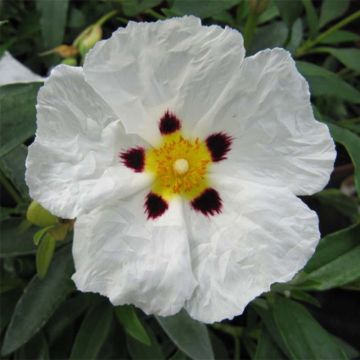 Jara purpúrea - Cistus purpureus Alan Fradd