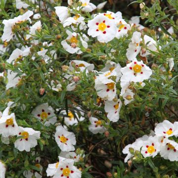 Cistus x dansereaui Jenkyn Place - Jara