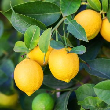 Limonero de las 4 estaciones - Citrus limon
