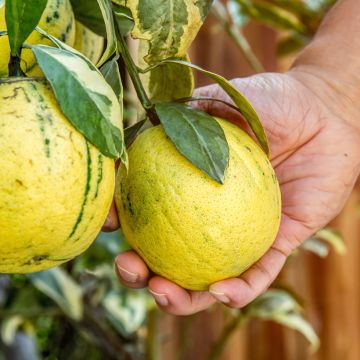 Limón Variegado - Citrus limon variegata