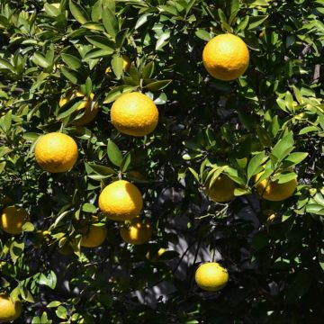 Limón Ichang - Citrus ichangensis